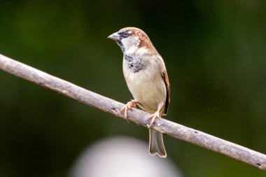 Serçe ayrıca Pardal ya da Gorrion olarak da bilinir. Tür Passer domesticus. Hayvanlar Dünyası. Kuş izleme.