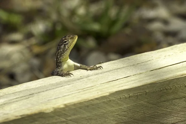 Close Lizard Watching — Stock Photo, Image