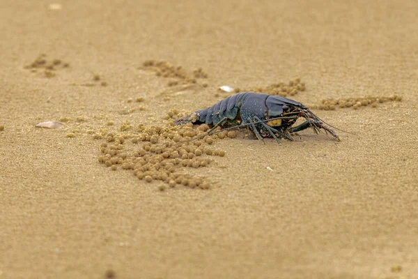 Yabby, Evans Head 'deki Çinlilerin plajında.