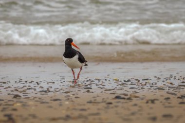 Kumsalda istiridye yakalayıcısı.