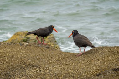 İki Sooty Oystercatcher Okyanus kıyısındaki Kaya Rafında