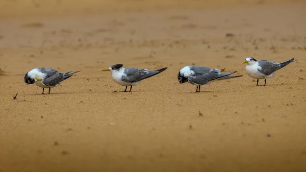 Crested terns lined up 2 facing the wind 2 face down at the beach