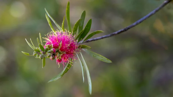 Close up of Pink Bottlebrush