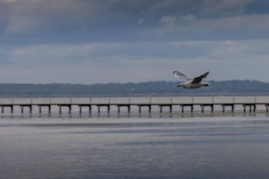 Seagull flying with long jetty in the background
