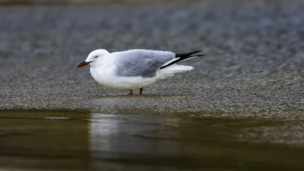 Seagull standing in water at Wamberal Lagoon