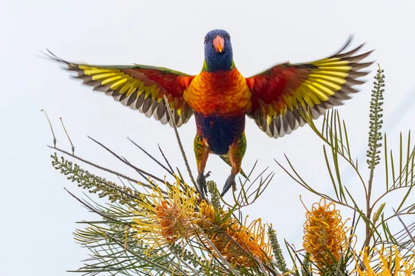 Gökkuşağı Lorikeet Kanat açıklığıyla havalanıyor