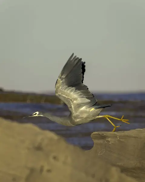 White Faced Heron Decolando Rochas Praia — Fotografia de Stock