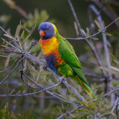 Şişe fırçasında Gökkuşağı Lorikeet