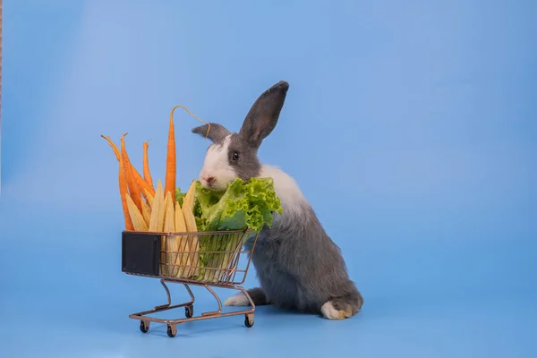 White and gray rabbit standing behide vegetable cart looking at front, fluffy rabbit picking baby corn, carrot, kale, green leaf fresh and clean salad, vegetarain sign of food.