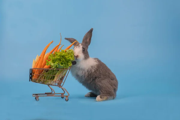 White grey fluffy rabbit standing, holding cart with front leg, hand, looking at front, vegetable cart, animal shopping green and clean food concept on blue background.