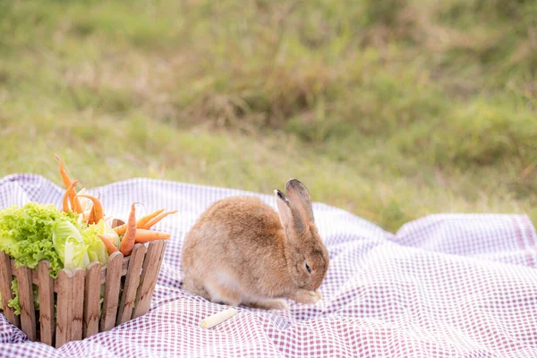 Cute Brown Fluffy Rabbit Picnic Backyard Green Bokeh Background Space Stok Resim