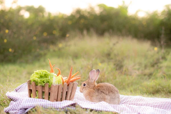 Rabbit Picnic Vegetable Basket Park Backyard Bunny Sitting Sctish Picnic 로열티 프리 스톡 사진