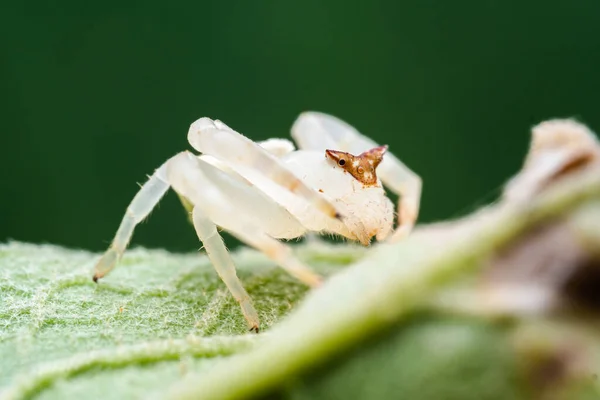 SPIDER CRAB walking on green leaf leaf, close up of beautiful of spider in nature with bround face and white body with green blurr background.