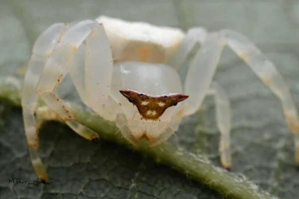 Yaprakların Üzerinde Yürüyen Karavana Bakan Asgari Beyaz Örümcek Doğadaki Böcek Stok Fotoğraf