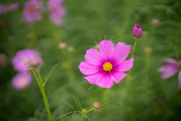 녹색의 배경을 분홍색 우주의 꽃가루가 로열티 프리 스톡 사진