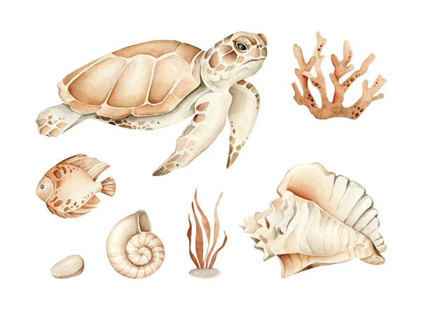 Set Watercolor Hand Drawn Turtle Sea Shell Illustration Different Elements — Stock Photo, Image