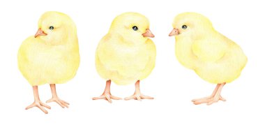 Beyaz arka planda izole edilmiş suluboya tavuklar..