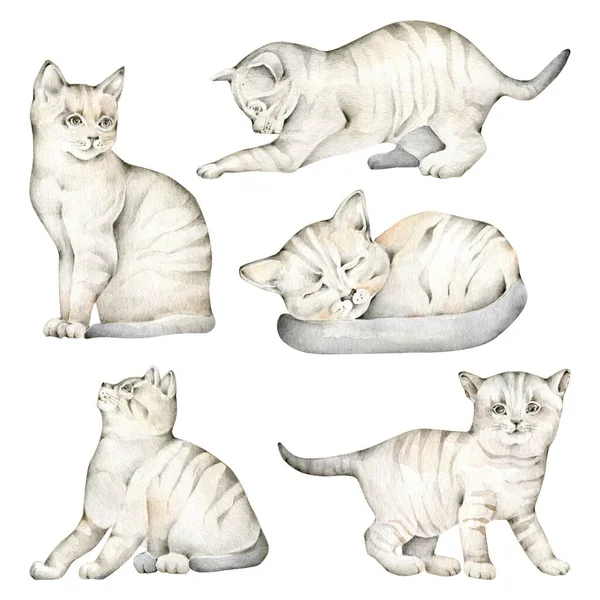 Watercolor Illustration Set Cats Hand Drawing — Stock Photo, Image