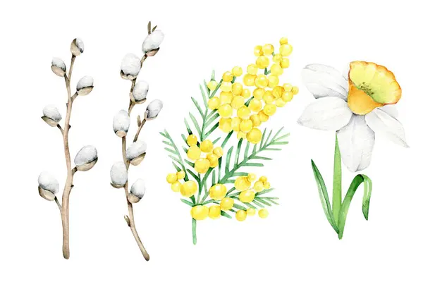 Aquarell Frühlingsblumen Set Weidenzweig Narzissenblume Mimosa Floral Elements Springtime — Stockfoto
