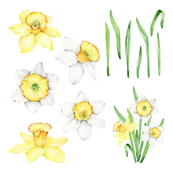 Aquarell Narzissen Blume Set Narcissus Blume — Stockfoto
