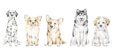 El yapımı suluboya köpekler beyaz arka planda izole edildi. Köpek koleksiyonu: Dalmaçyalı, Oyuncak Teriyeri, Maltipoo, Husky, Corgi