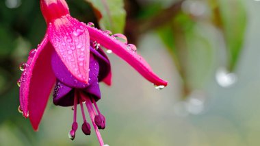 Purple and pink fuchsia flowers for spring summer.