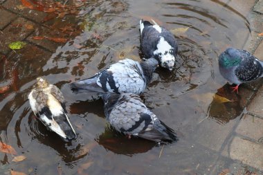 Güvercinler bir sonbahar günü bir su birikintisinde yıkanırlar.