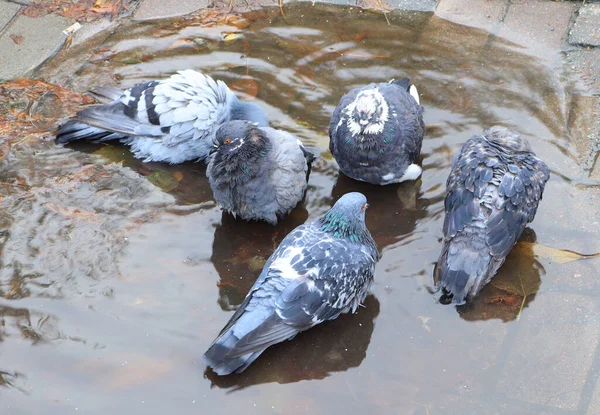 가을에는 비둘기들 흙탕물에서 목욕을 — 스톡 사진