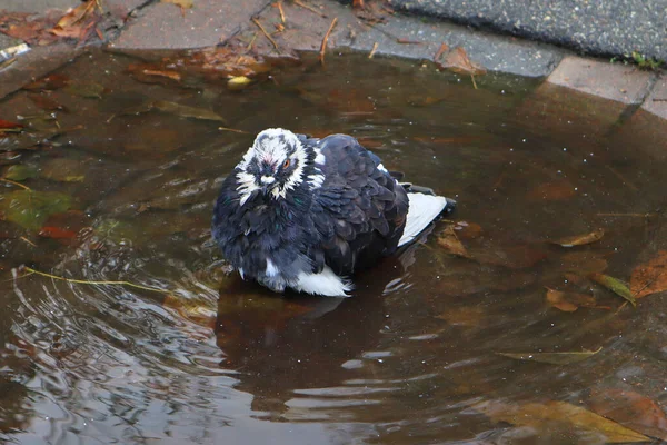 秋天的一天 鸽子在水坑里洗澡 — 图库照片