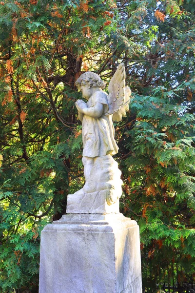 Escultura Ángel Antiguo Sobre Lápida Una Tumba Antigua Cementerio Baikove — Foto de Stock