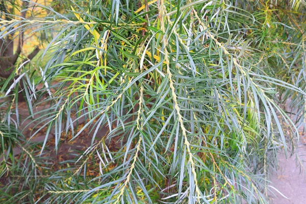 Vista Perto Salix Eleagnos Scop Salgueiro Amargo — Fotografia de Stock