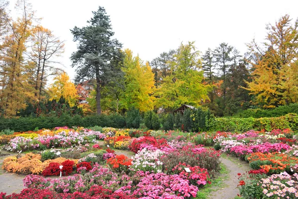 Pintoresco Paisaje Otoñal Con Coloridos Astros Jardín Botánico Nacional Hryshka — Foto de Stock