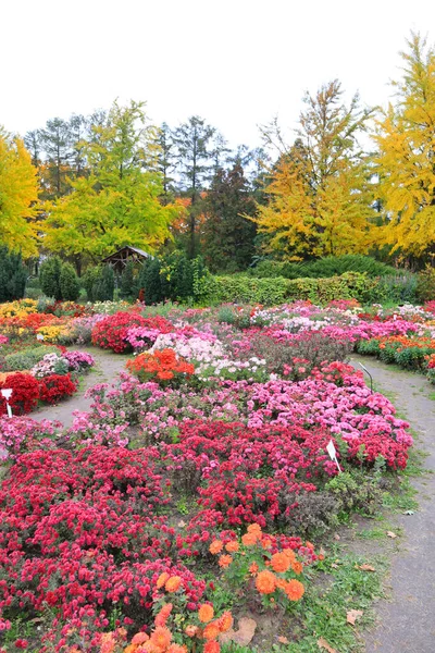 Pintoresco Paisaje Otoñal Con Coloridos Astros Jardín Botánico Nacional Hryshka — Foto de Stock