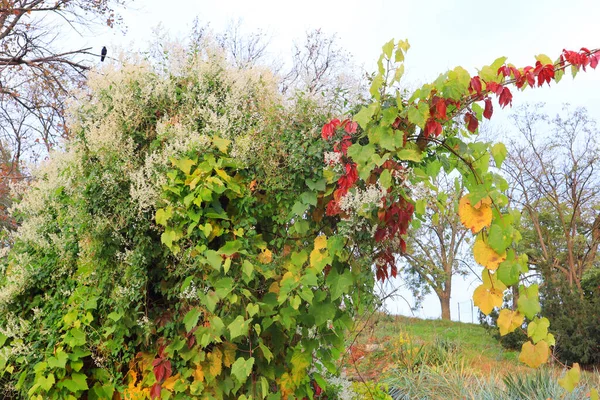 Осенний Куст Декоративного Винограда Парке — стоковое фото