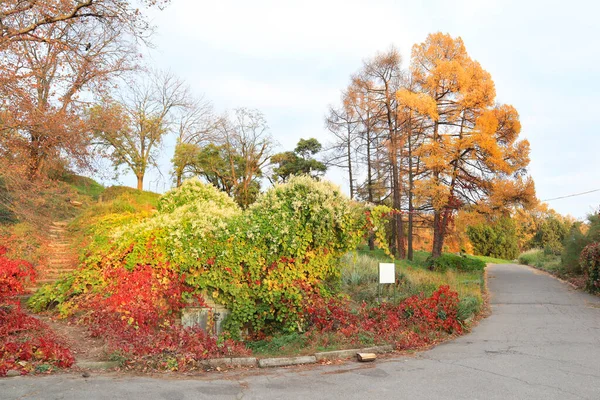 キエフのウクライナ国立科学アカデミーのハリシュカ国立植物園の美しい秋の風景 — ストック写真
