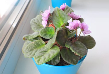 Bir kaptaki çiçek açan menekşenin yakın görüntüsü