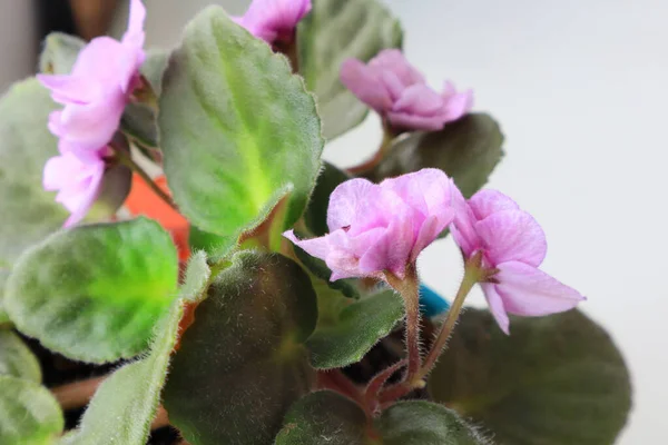 Крупним Планом Вид Квітучої Фіолетової Горщику — стокове фото