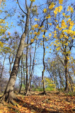  Kyiv, Ukrayna 'da sonbahar zamanı Fomin Botanik Bahçesi