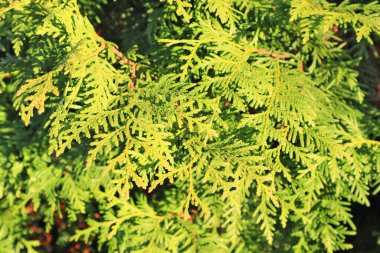 Thuja Koraiensis Nakai 'nin (tuya korejskaya)