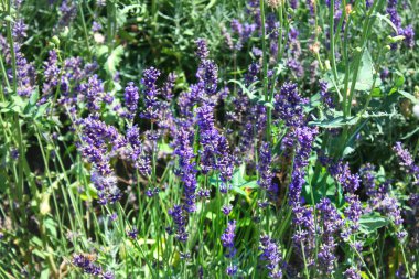  Alan çiçek açan lavanta