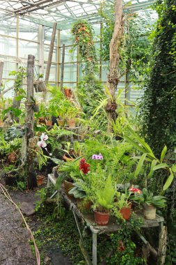 Orchids in tropical greenhouse