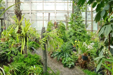 Orchids in tropical greenhouse