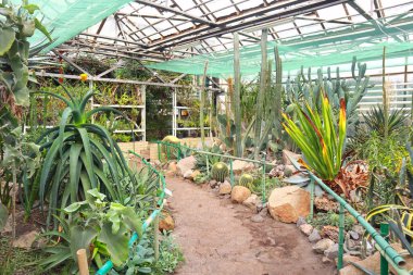 Group of cactus species and agave in greenhouse