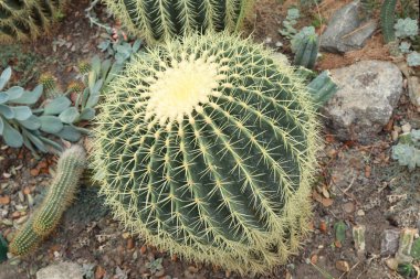  Close up view of Echinocactus grusonii or Echinocactus Gruzon