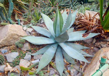 Agave 'in botanik bahçesindeki yakın görüntüsü.