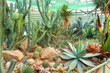 Group of cactus species and agaves in greenhouse