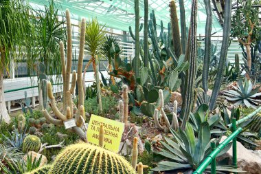 Serada bir grup kaktüs türü