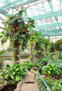 View of tropical plants from the tropics in green house
