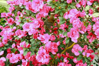 Close up view of pink Rhododendron (azalea) 