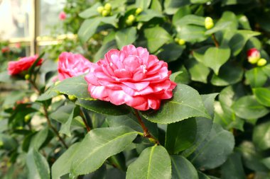 Close up view of pink Camellia japonica